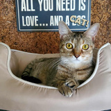 Entry image for Minerva