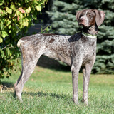 Entry image for Rosie