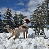 Entry image for Freya