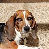 Entry image for Annie