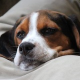 Entry image for Ernie Banks