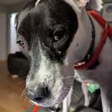 Entry image for Princess Poppy