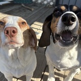 Entry image for Charlie and Marigold