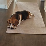 Entry image for Felli