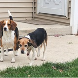 Entry image for Rowdy and Queenie