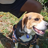 Entry image for Bruno