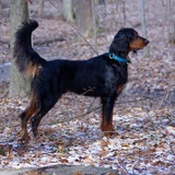 Entry image for Strider