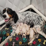 Entry image for Artemis & "The Mischief Monsters"