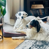 Entry image for Lizzie & Lolo