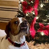 Entry image for Xuma