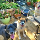 Entry image for Jake, Allyson & Wrigley 