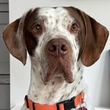 Entry image for Gerett