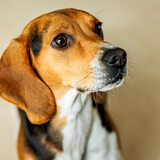 Entry image for Winston