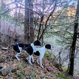 Entry image for Piper and Cody 