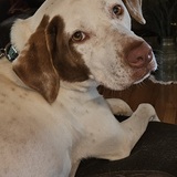 Entry image for Robin