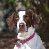 Entry image for Daisy