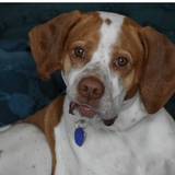 Entry image for Cody