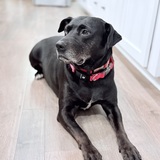 Entry image for Cirilla