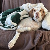 Entry image for Sadey