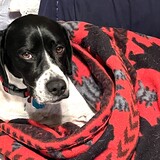 Entry image for Wyatt