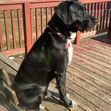 Entry image for Stetson