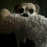 Entry image for Maisey