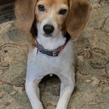 Entry image for Hazel