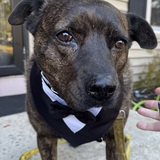 Entry image for Clemson “Clemmie”