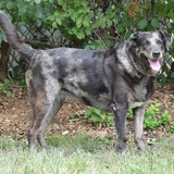 Entry image for Honey