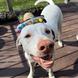 Entry image for Geddy Lee