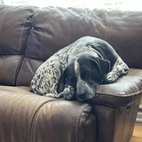 Entry image for Watson