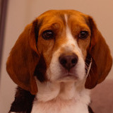 Entry image for Rocky