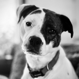 Entry image for Albert 