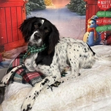 Entry image for Winston