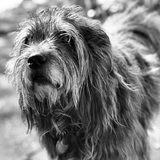 Entry image for Miss Gracie