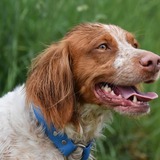 Entry image for Harvey