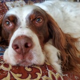 Entry image for Georgie