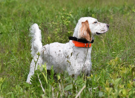 Entry image for Cinders. Clicking this image will show a larger photo