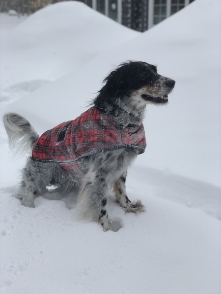 Entry image for Logan. Clicking this image will show a larger photo