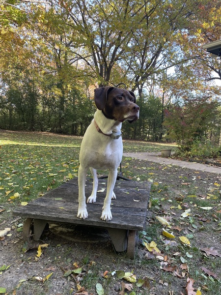 Entry image for Elly. Clicking this image will show a larger photo