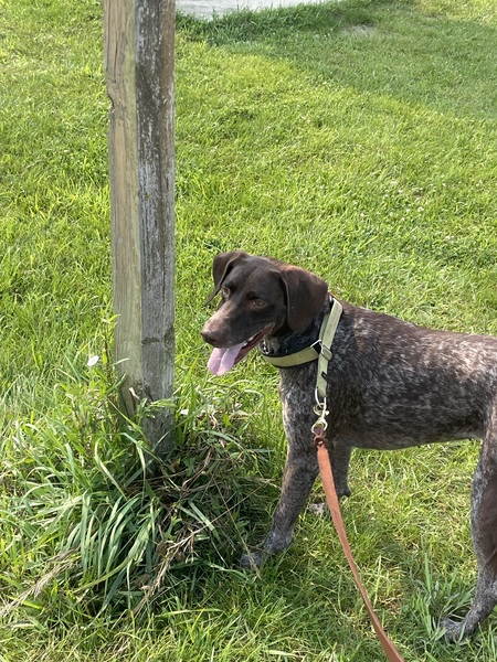 Entry image for Willow. Clicking this image will show a larger photo