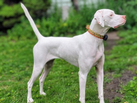 Entry image for Willow. Clicking this image will show a larger photo