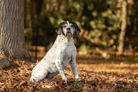 Entry image for ANNIE. Clicking this image will show a larger photo