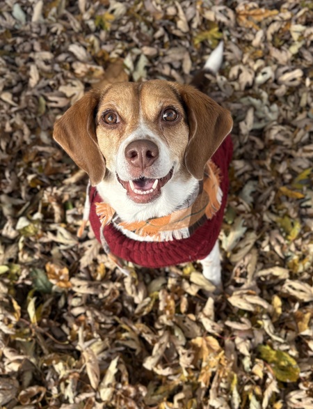 Entry image for Greta. Clicking this image will show a larger photo