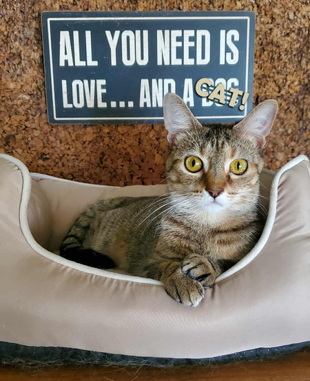 Entry image for Minerva. Clicking this image will show a larger photo