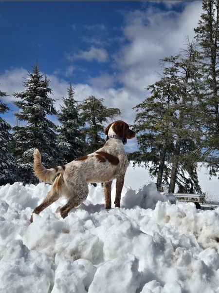 Entry image for Freya. Clicking this image will show a larger photo