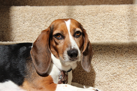 Entry image for Annie. Clicking this image will show a larger photo