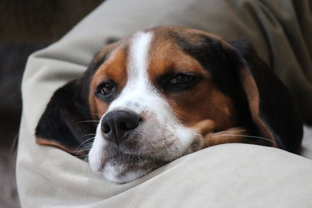 Entry image for Ernie Banks. Clicking this image will show a larger photo