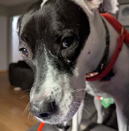 Entry image for Princess Poppy. Clicking this image will show a larger photo