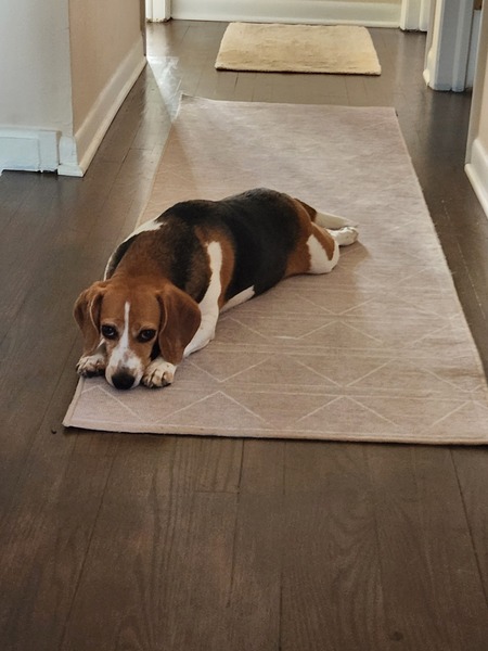 Entry image for Felli. Clicking this image will show a larger photo